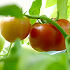 Tomato Grosse Lisse